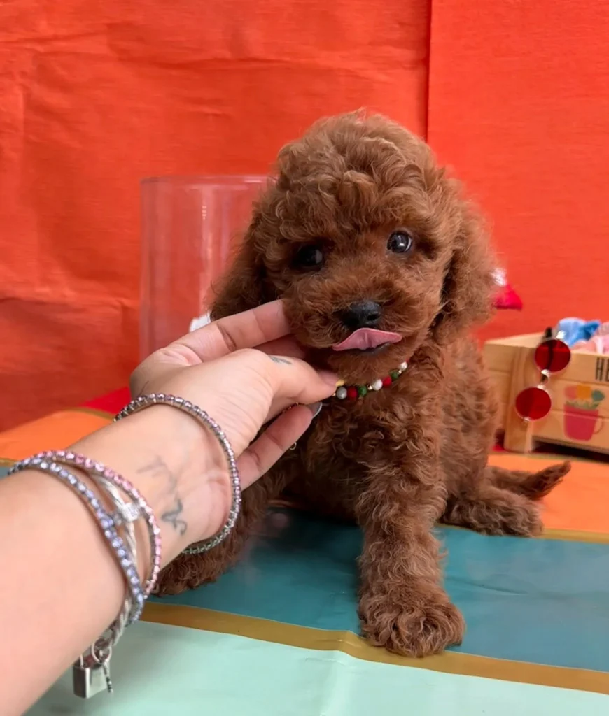 büyümeyen-poodle