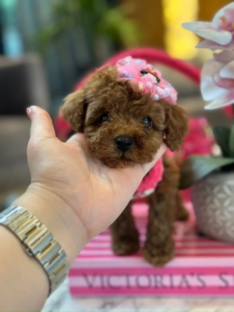 küçük-poodle