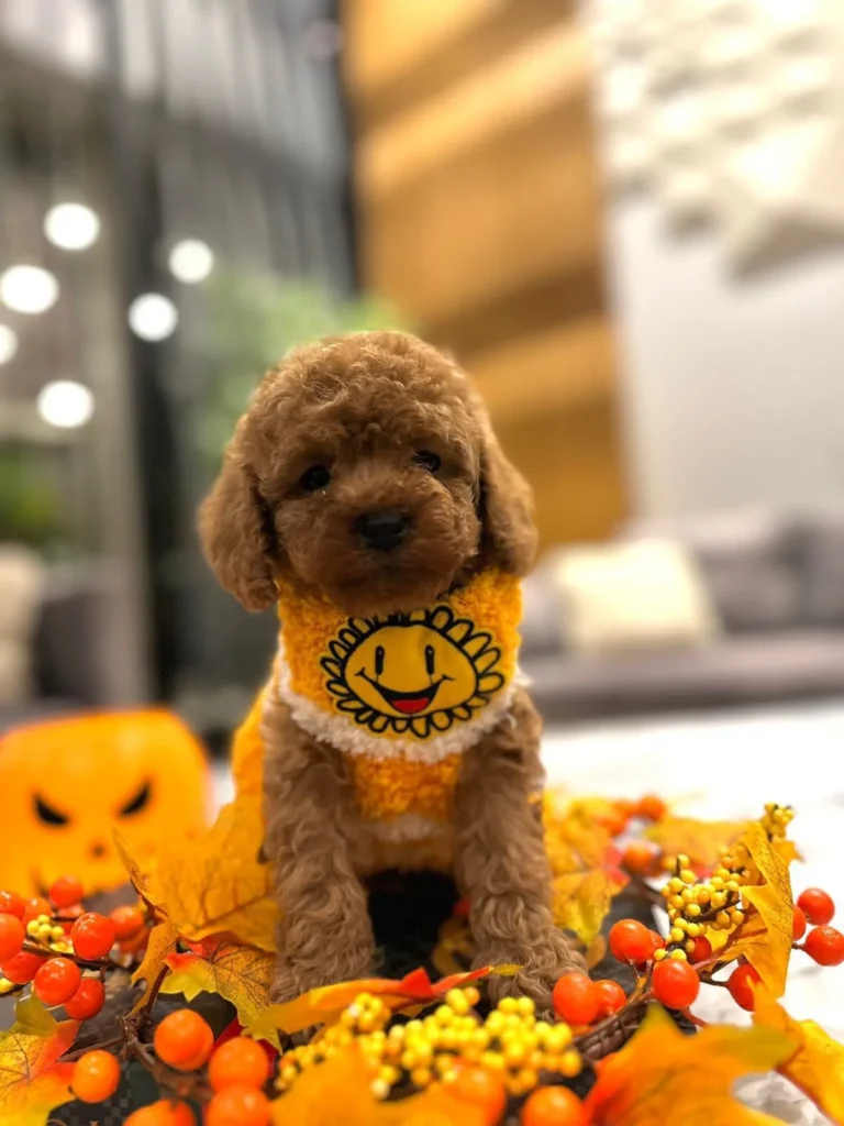 küçük-poodle-fiyat