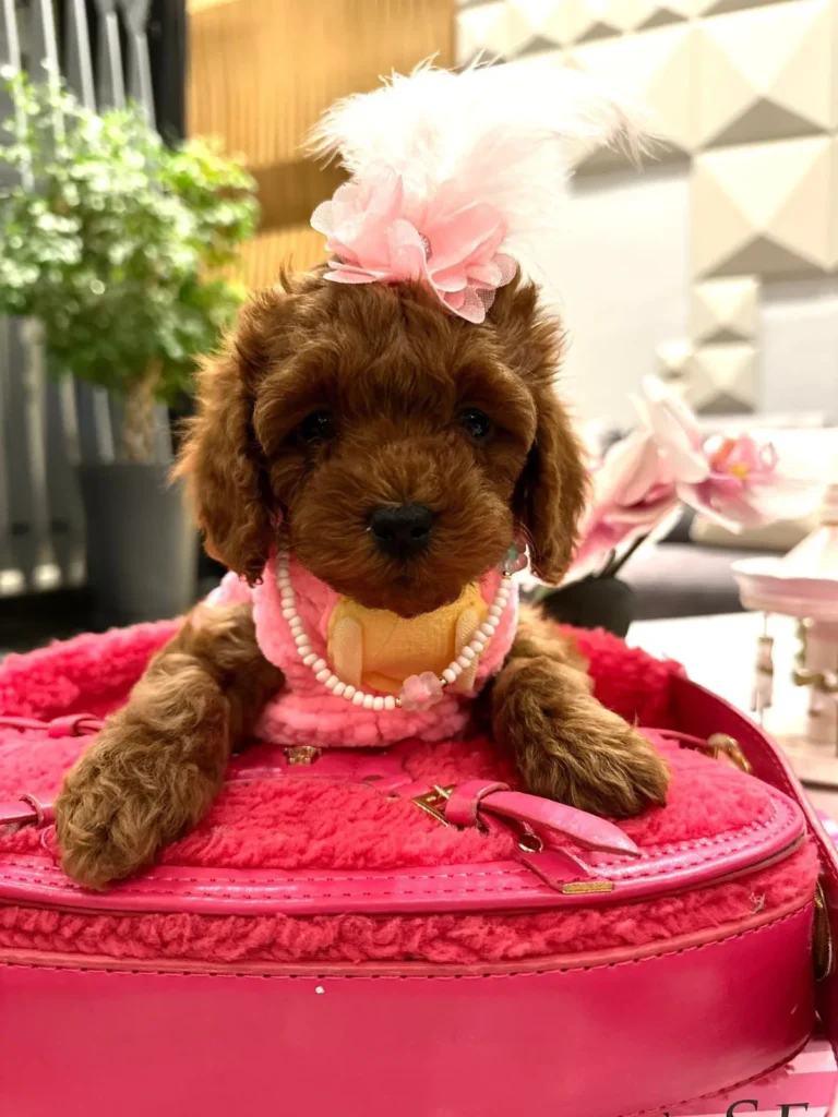 mini-poodle