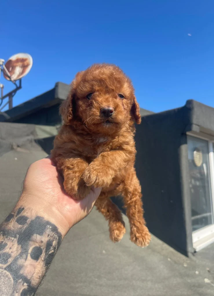 mini-poodle-fiyatları